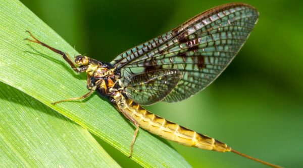 All fly anglers should know these insects – Fly fishing in Slovenia, Europe